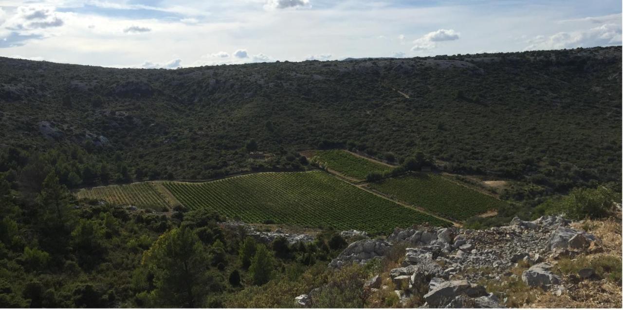Roquefort-des-Corbières Domaine De La Clotte Bed & Breakfast エクステリア 写真